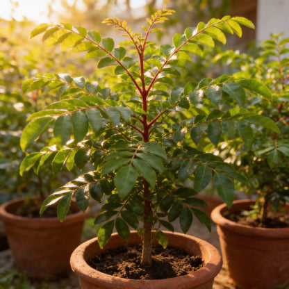 Senkaampu Curry Leaf Seeds – Premium Organic Aromatic Herb Seeds