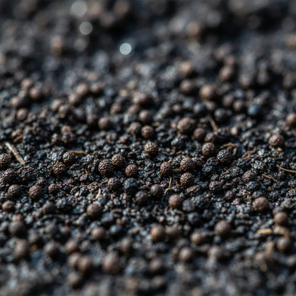 Winter Purslane Seeds – Hardy Nutritious Leafy Green for Cool Seasons