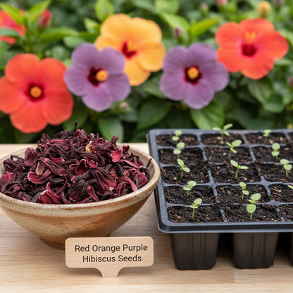Red Orange Purple Hibiscus Seeds for Planting – Color Showy Flower Perennial Seeds
