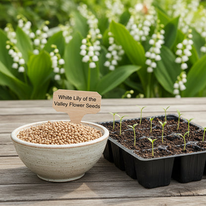 White Lily of the Valley Flower Seeds for Planting – Elegant Fragrant Perennial Blooms