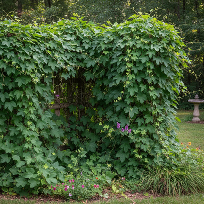 Kudzu Seeds for Planting - Pueraria lobata