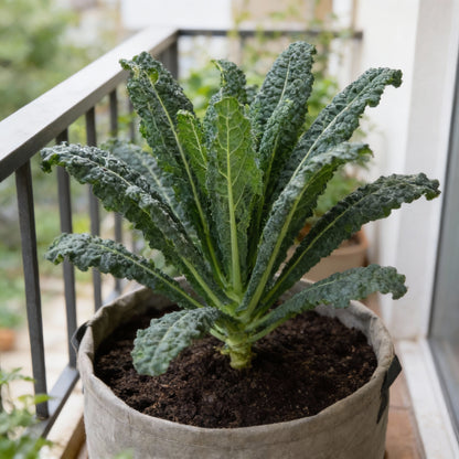 Kale Black Toscana Vegetable Seeds for Planting