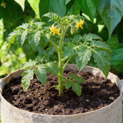 Tomato Pink Accordion Seeds – Heirloom Tomato for Planting