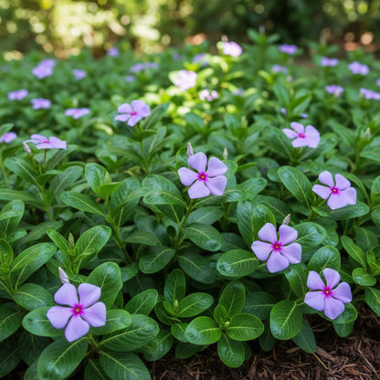 Vinca Minor Seeds for Planting - Evergreen Ground Cover