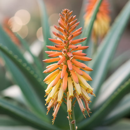 Green Aloe Vera Seeds for Planting – Organic Succulent Plant for Home Gardens