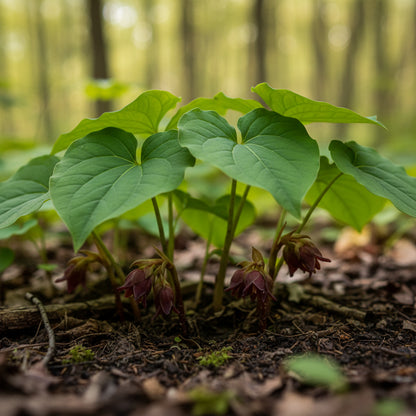 Canadian Wild Ginger Seeds for Planting – Asarum canadense Perennial Ground Cover Herb