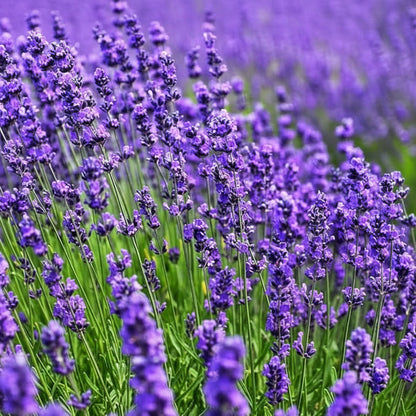 English Lavender Seeds for Planting – Fragrant Perennial Herb for Gardens