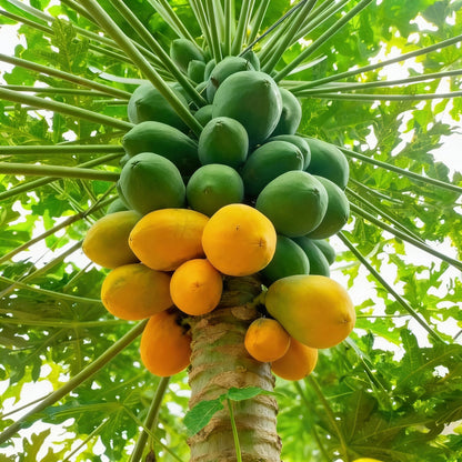 Dwarf Cylindrical Papaya ’Kaek Dahm’ Fruit Seeds – 50 pcs Miniature Papaya