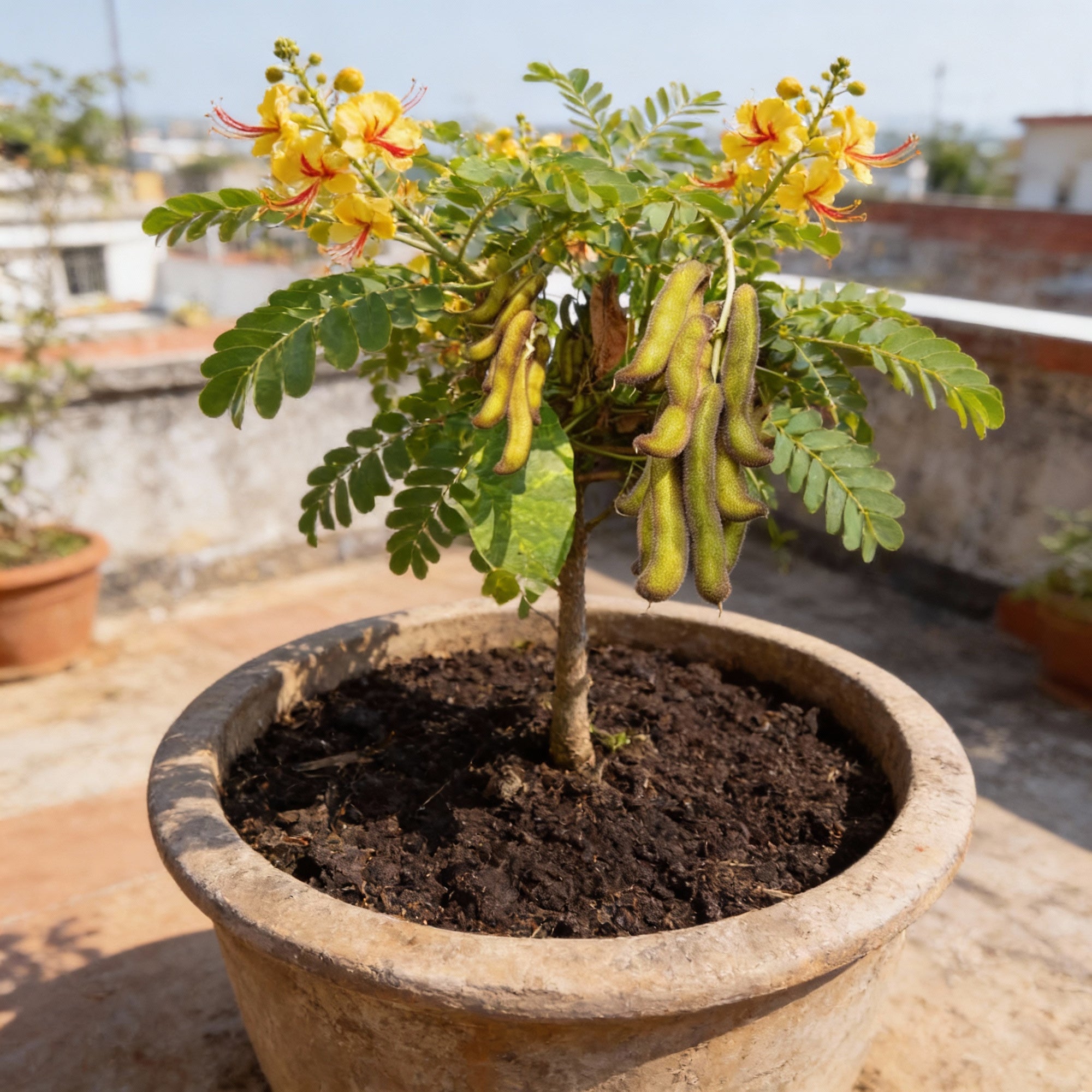 kaunch-kavach-seeds-premium-quality-seeds-for-optimal-growth-abundant-harvest