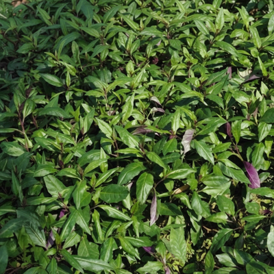okinawa-spinach-seeds-for-planting-gynura-bicolor