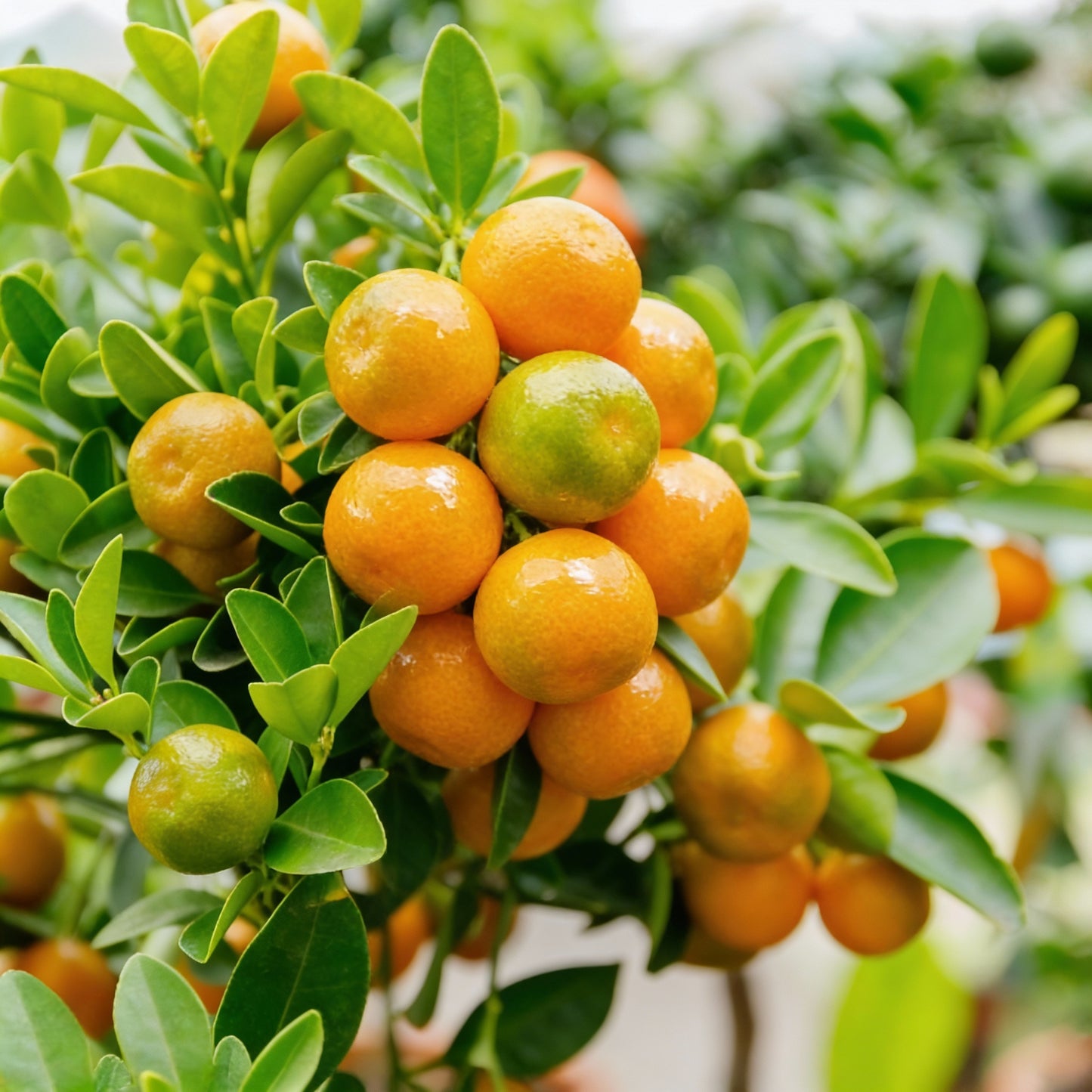 Orange Calamondin Seeds for Planting – Exotic Citrus Fruit Seeds