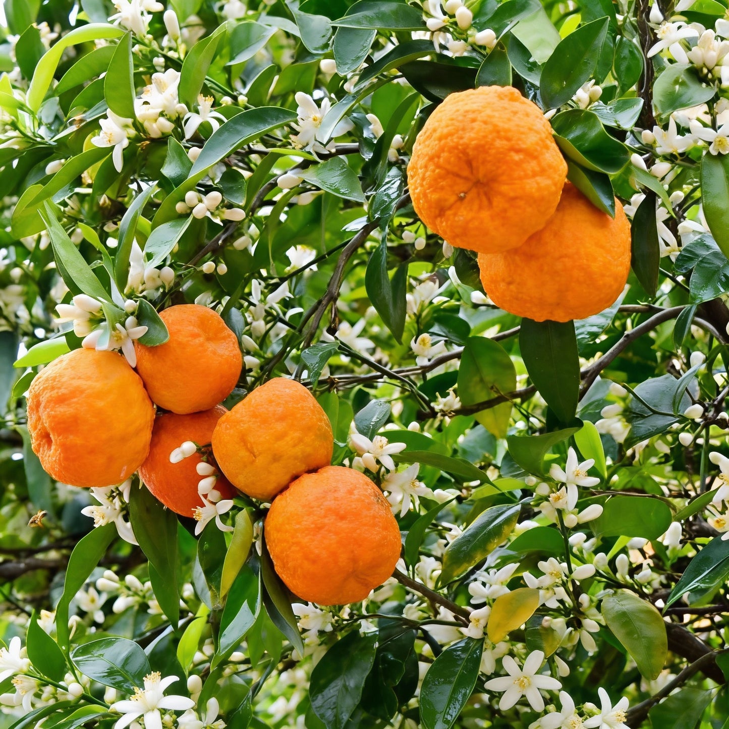 Bitter Orange Tree Seeds for Planting – Citrus Aurantium Fruit Seeds for Home Gardens