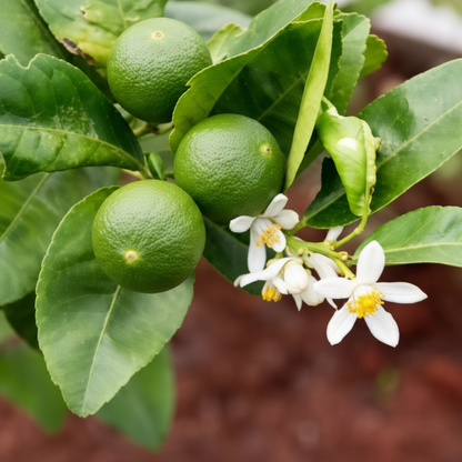 Kagzi Lime Seeds – Indian Lime Tree for Planting