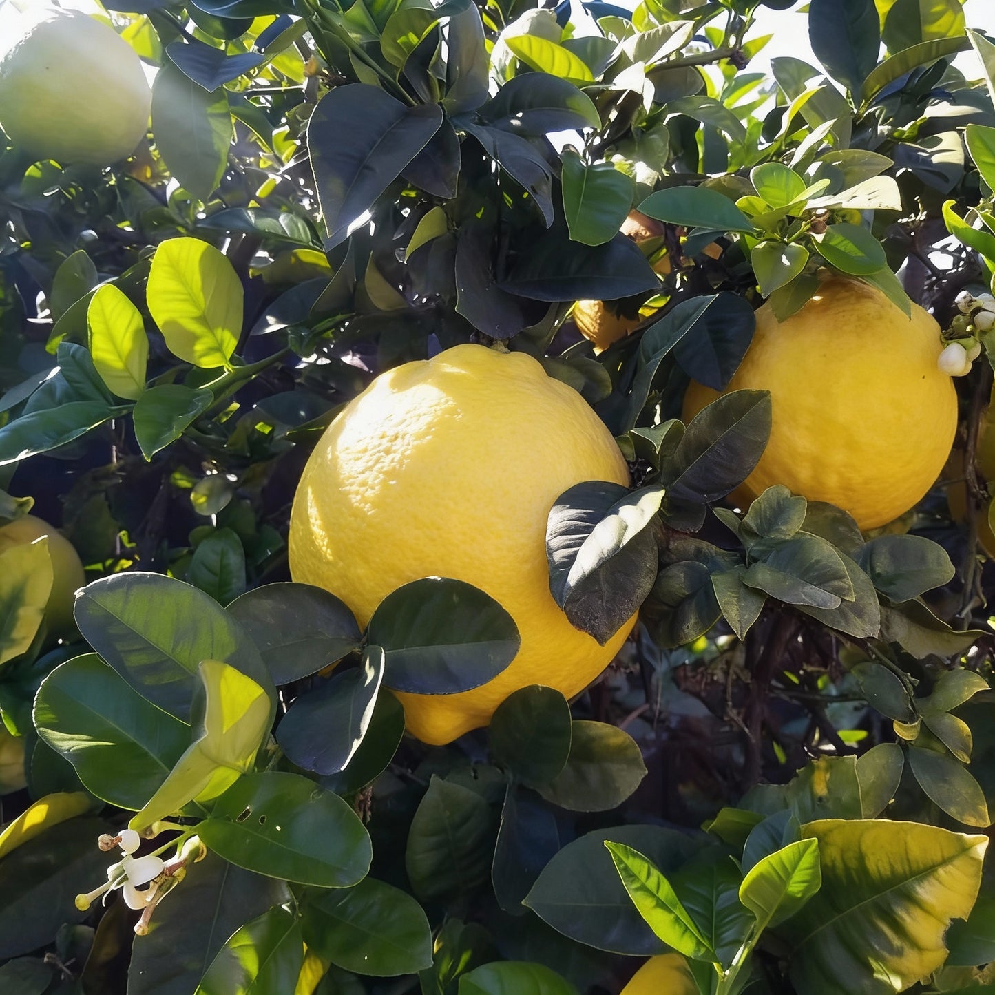 Ponderosa Lemon Seeds – Citrus Tree for Planting