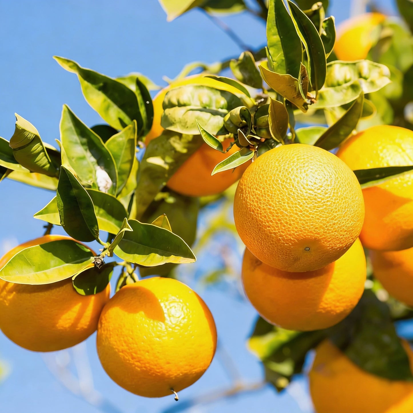 Valencia Orange Seeds for Planting – Sweet Juicy Citrus Fruit Seeds