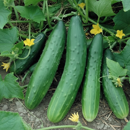 Corinto Cucumber Seeds for Planting – High Yield Crisp Sweet Hybrid for Greenhouse & Garden