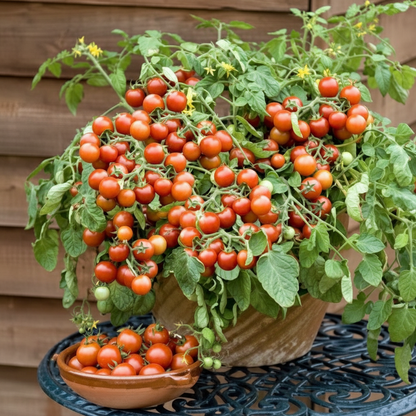 Giant Italian Seeds for Planting – Beautiful High Yield Garden Plants