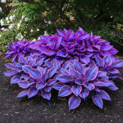 Blue Purple Hosta Seeds for Planting