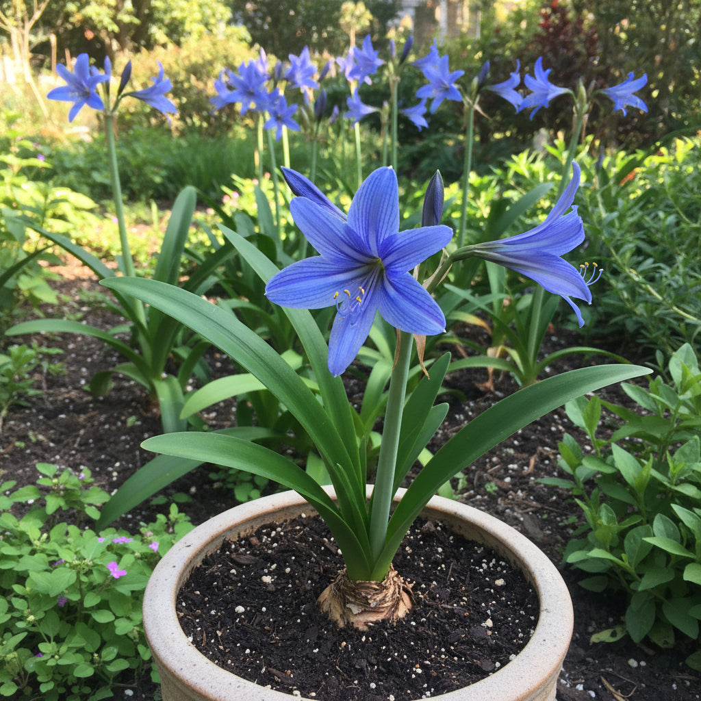 blue-amaryllis-lily-seeds-premium-blue-belladonna-lily-flower-seeds