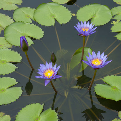 Blue Lotus Seeds for Planting - Nymphaea caerulea