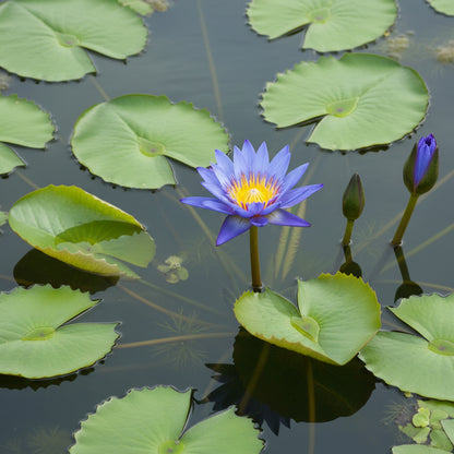 Blue Lotus Seeds for Planting - Nymphaea caerulea