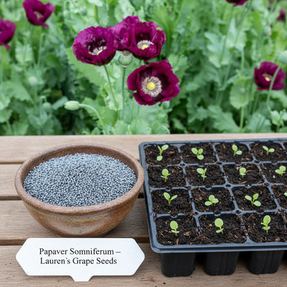 Poppy Papaver somniferum Lauren’s Grape Flower Seeds for Planting