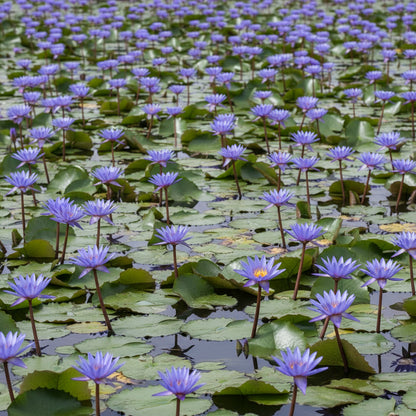Blue Lotus Seeds for Planting - Nymphaea caerulea