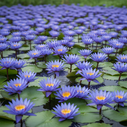 Blue Lotus Seeds for Planting - Nymphaea caerulea