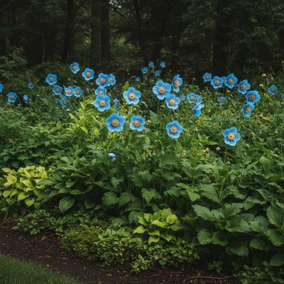 himalayan-blue-poppy-seeds-for-planting-captivating-vivid-blue-flowers-for-shaded-borders