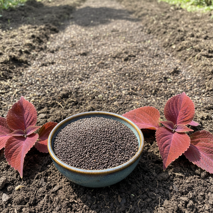 Coleus Heirloom Seeds – Deep Crimson & Rich Red Foliage