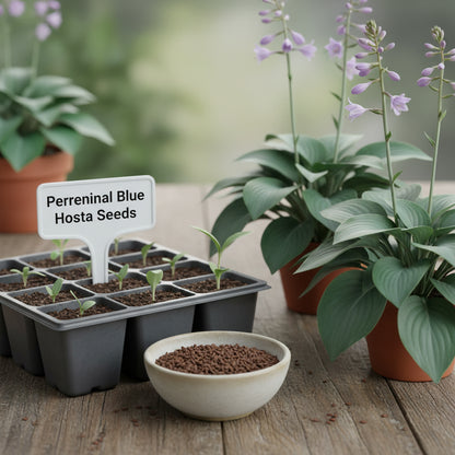 Blue Hosta Seeds for Planting – Premium Hosta Seeds for Outdoor Garden Planting