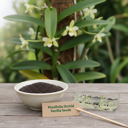 Vanilla Planifolia Orchid Seeds for Planting – Vanilla Orchid Plant