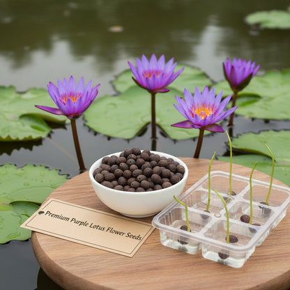 Purple Lotus Flower Seeds for Planting – Stunning Aquatic Blooms