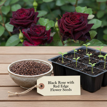 Black Rose with Red Edge Flower Seeds for Planting – Exotic Perennial Blooms