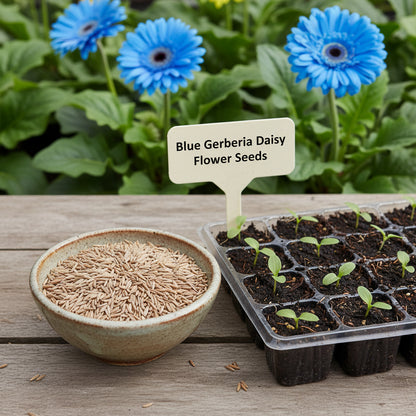 Blue Gerbera Daisy Flower Seeds – Vibrant Perennial Blooms