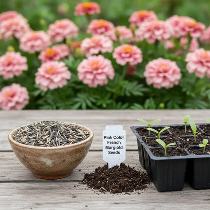 Pink Color French Marigold Seeds for Planting – Bright Annual Flower