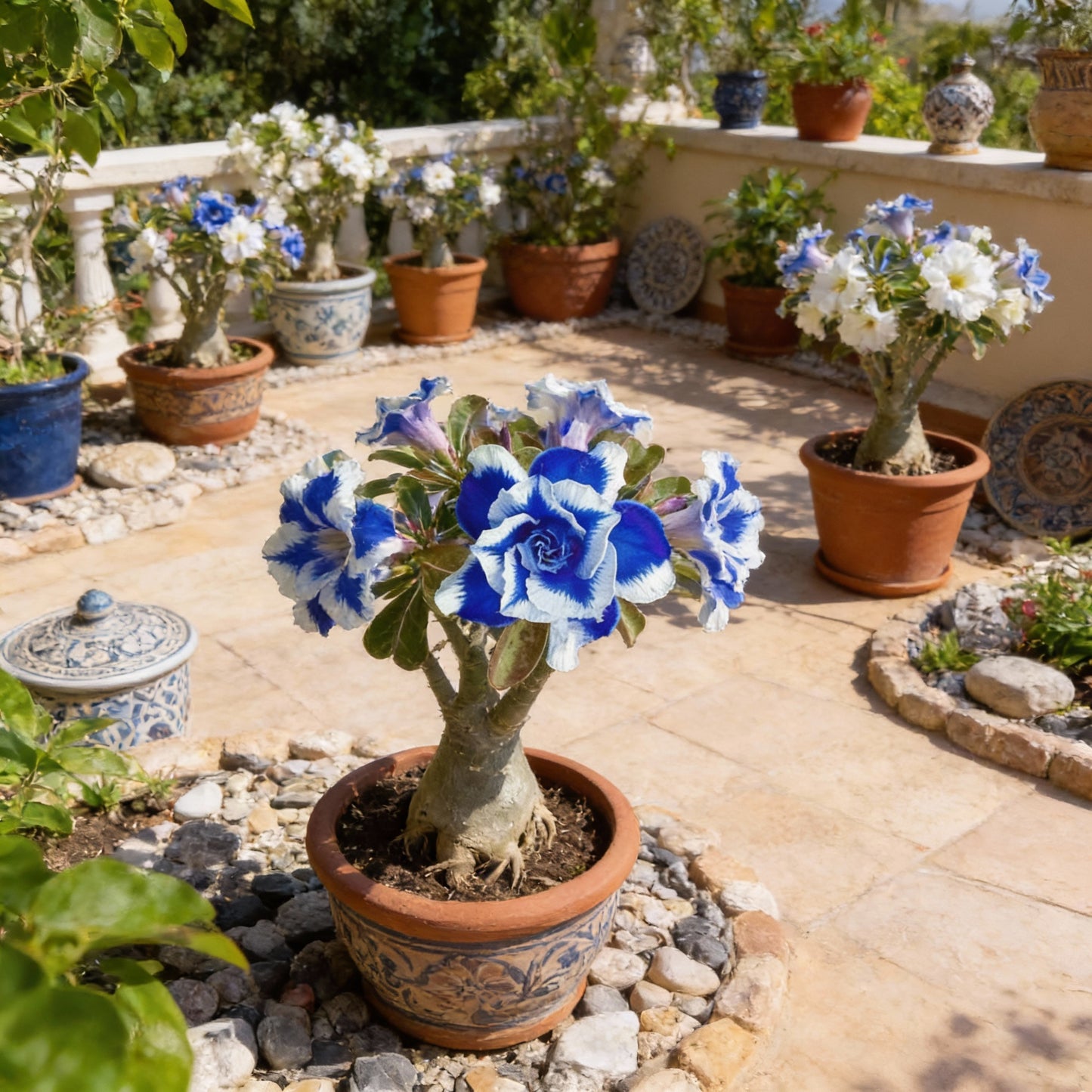 Blue White Desert Rose Seeds for Planting - Adenium