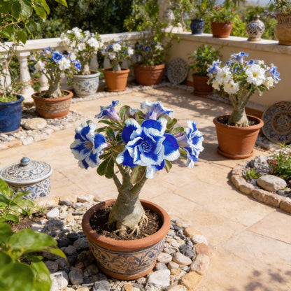 Blue White Desert Rose Seeds for Planting - Adenium