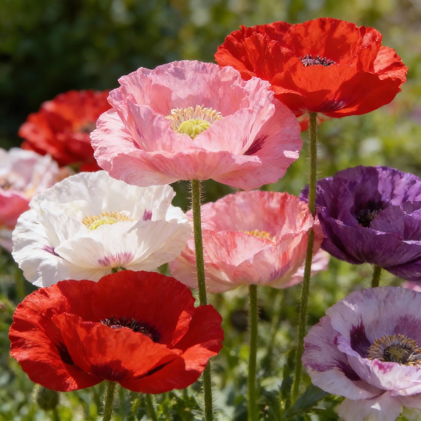 Papaver somniferum Seeds for Planting - Garden Poppy Mix