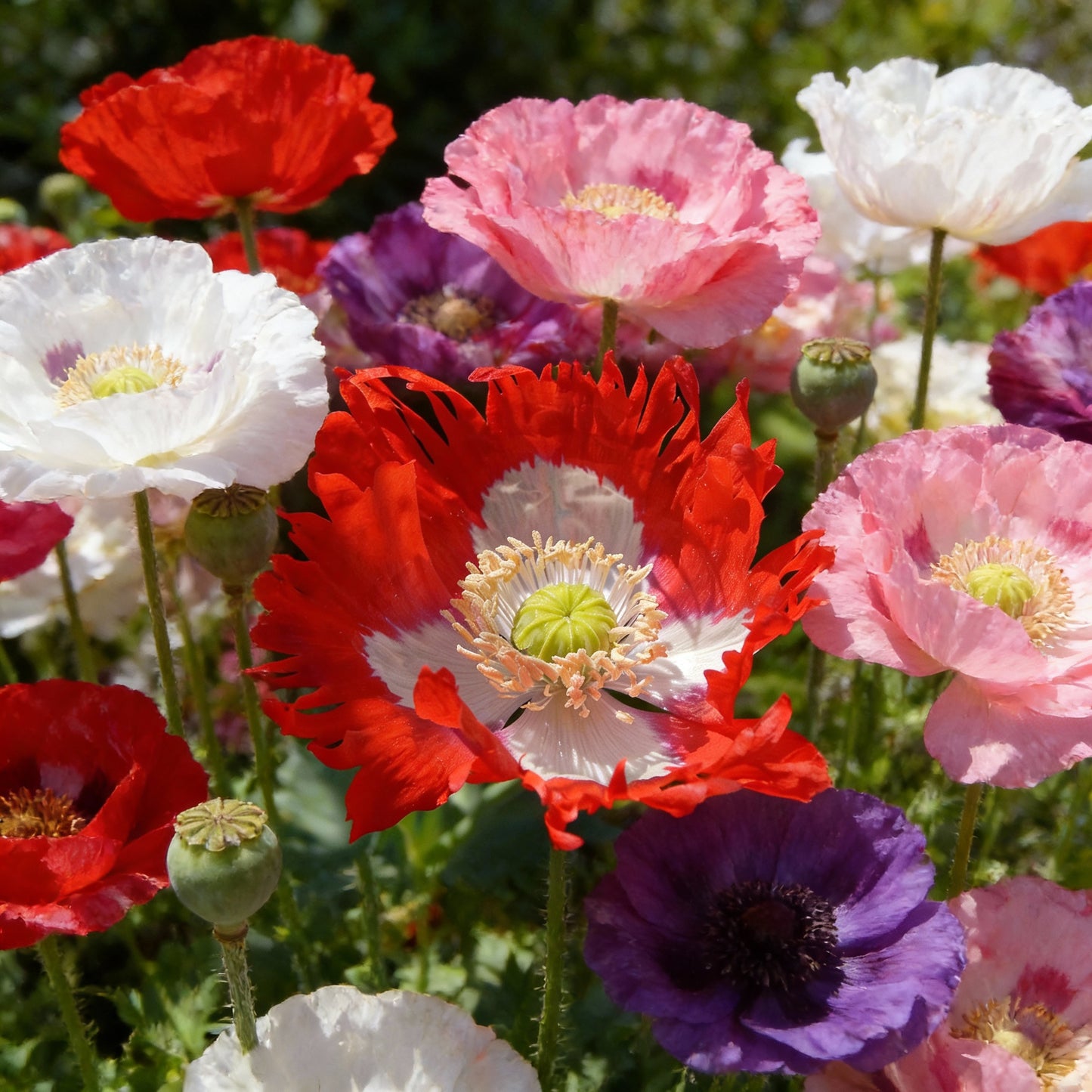 Papaver somniferum Seeds for Planting - Garden Poppy Mix