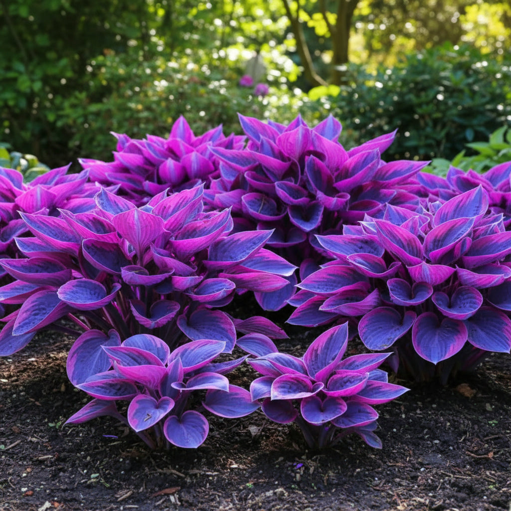 Blue Purple Hosta Seeds for Planting