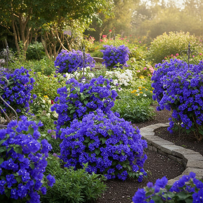 Bougainvillea Blue Purple Seeds for Planting