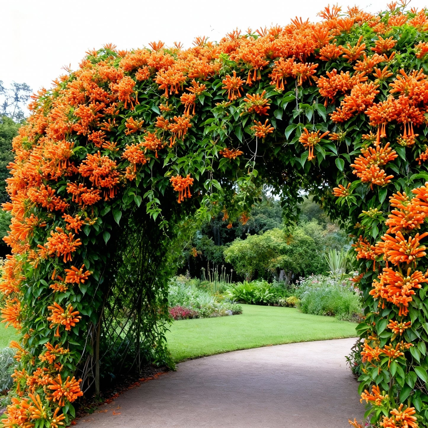 Orange Pyrostegia venusta Seeds for Planting - Trumpet Vine