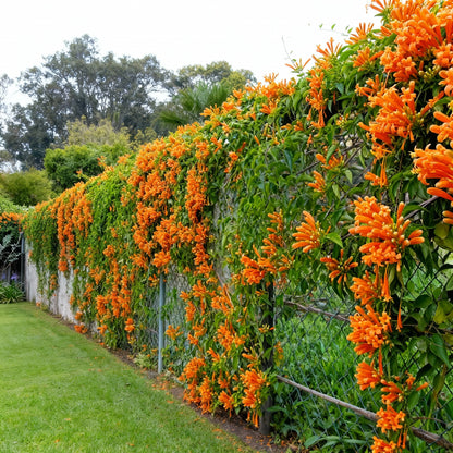 Orange Pyrostegia venusta Seeds for Planting - Trumpet Vine