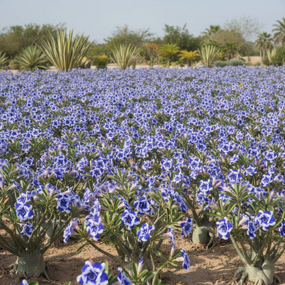 Blue White Desert Rose Seeds for Planting - Adenium