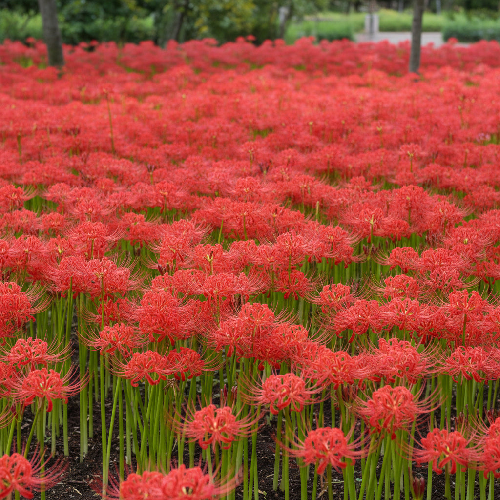 Red Spider Lily Seeds for Planting - Lycoris radiata