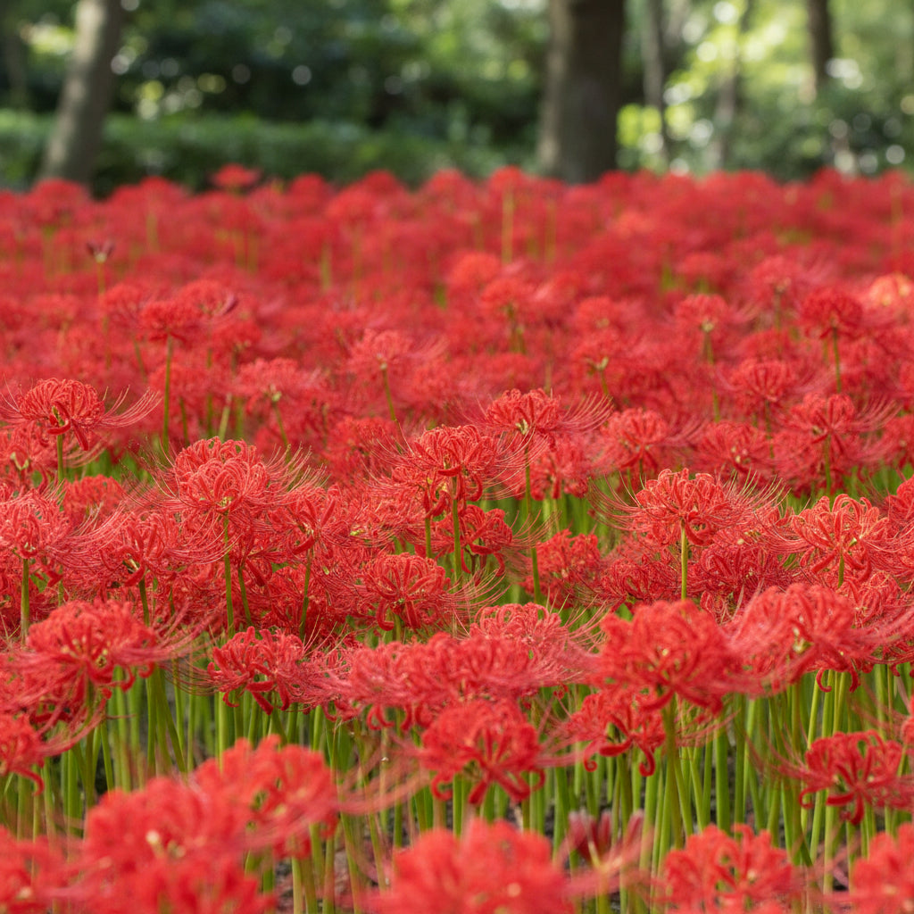 Red Spider Lily Seeds for Planting - Lycoris radiata