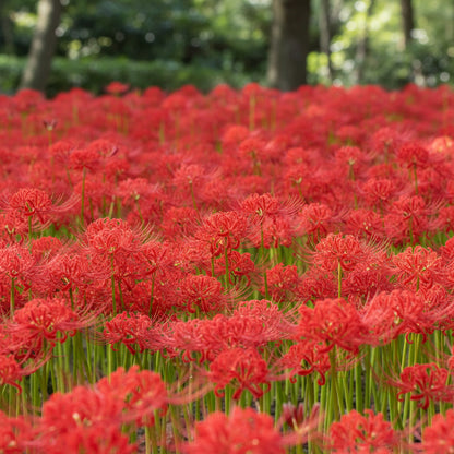 Red Spider Lily Seeds for Planting - Lycoris radiata