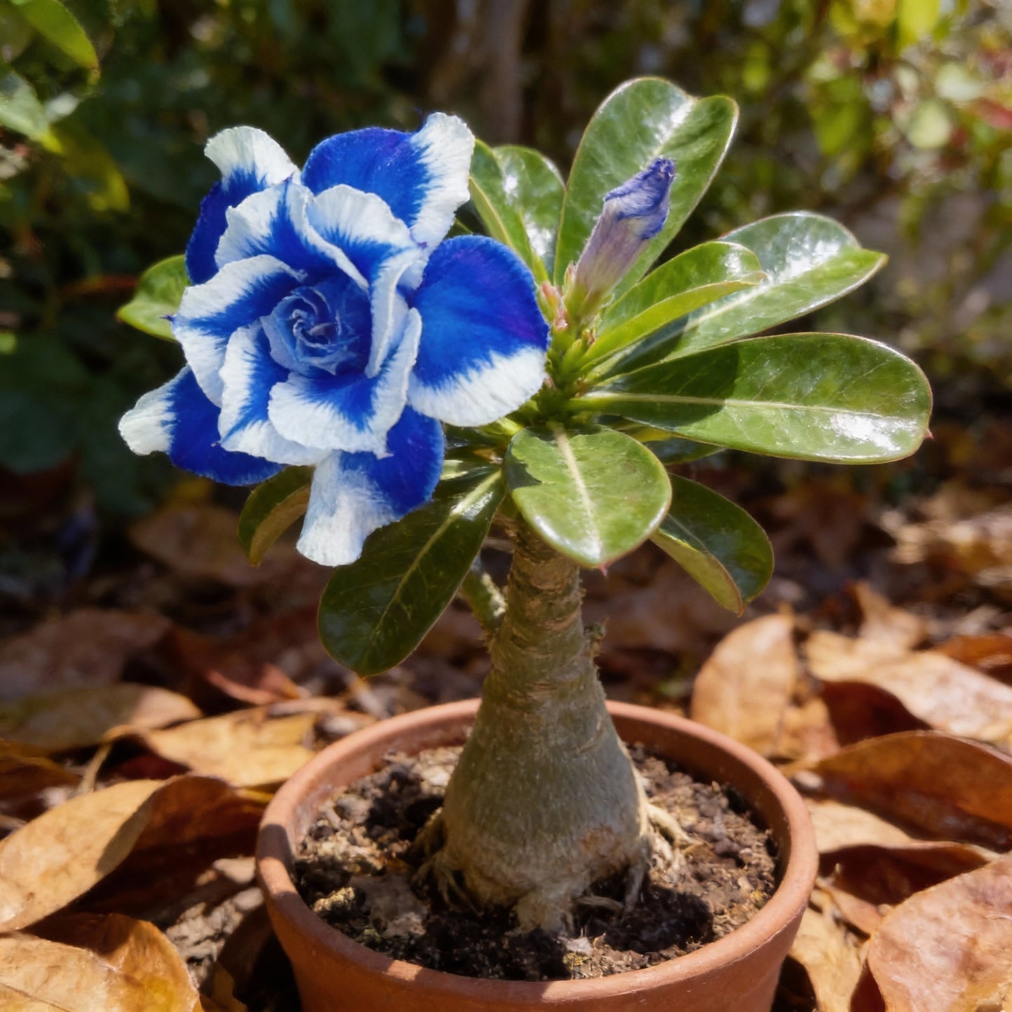 Blue White Desert Rose Seeds for Planting - Adenium