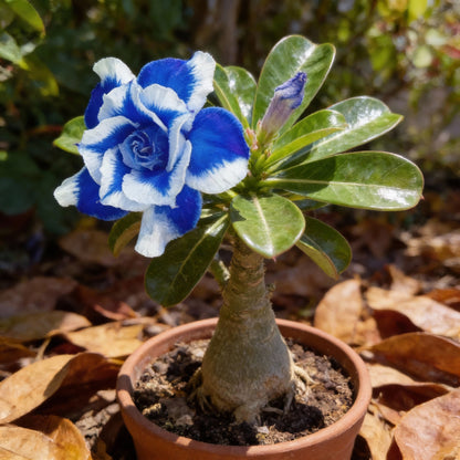 Blue White Desert Rose Seeds for Planting - Adenium